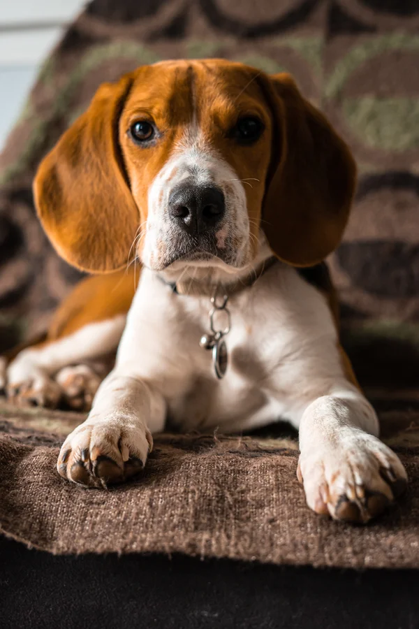 Le Calme avant la Bêtise